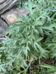 Artemisia ludoviciana