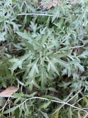 Artemisia ludoviciana