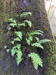 Polypodium glycyrrhiza