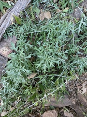 Artemisia ludoviciana