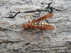 Polistes versicolor