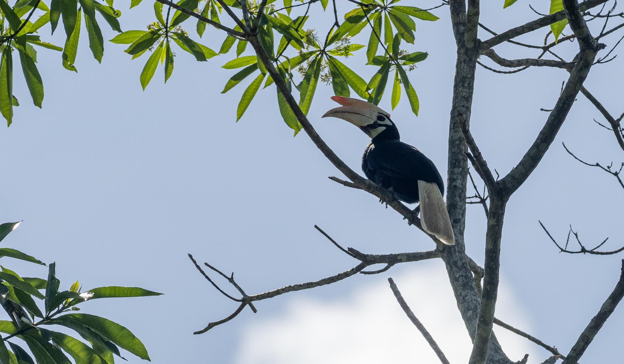 Palawan Hornbill (Anthracoceros marchei), photo 9
