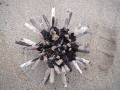 Eucidaris galapagensis