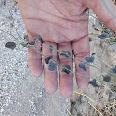 Lyrocarpa coulteri