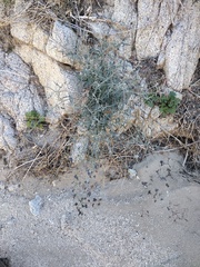 Lyrocarpa coulteri