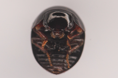 Agathidium
