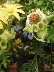 Xylocopa darwini