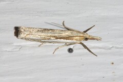 Crambus saltuellus