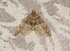 Hydriomena divisaria