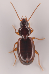 Trechus obtusus