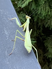 Stagmomantis carolina