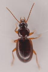 Trechus obtusus