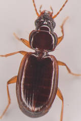 Trechus obtusus