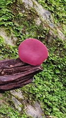 Phillipsia domingensis