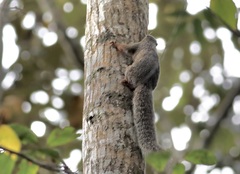 Heliosciurus undulatus