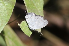 Thermoniphas colorata