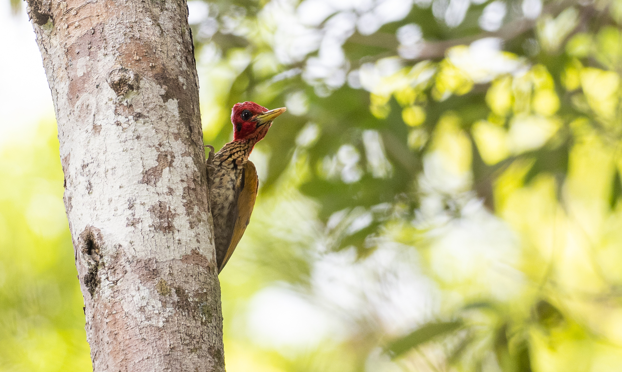Red-headed Flameback (Chrysocolaptes erythrocephalus), photo 3