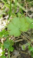 Hydrocotyle moschata