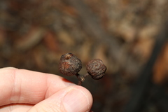 Eucalyptus baileyana