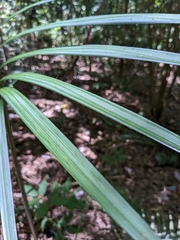 Calamus