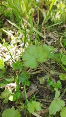 Hydrocotyle moschata