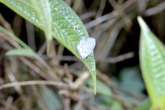 Thermoniphas colorata