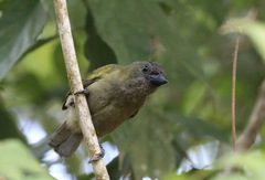 Stactolaema olivacea