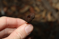 Eucalyptus baileyana