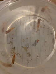 Xiphophorus variatus