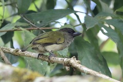 Stactolaema olivacea