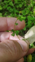 Trifolium micranthum