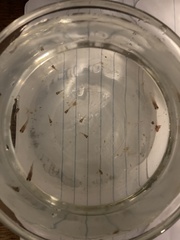 Xiphophorus variatus