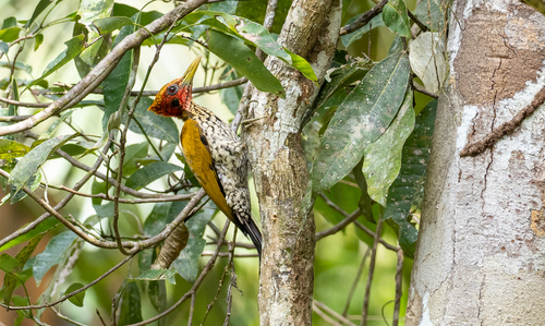 Red-headed Flameback (Chrysocolaptes erythrocephalus)