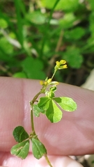Trifolium micranthum