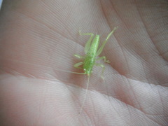 Copiphora brevicauda