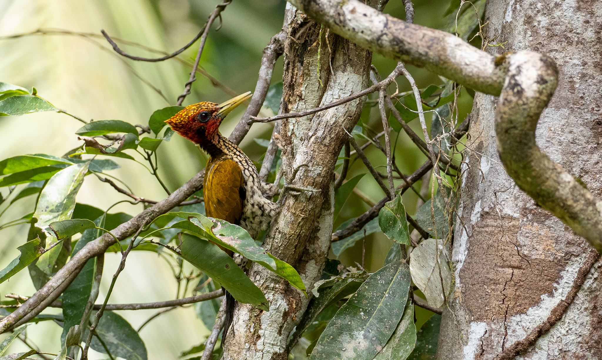 Red-headed Flameback (Chrysocolaptes erythrocephalus), photo 2