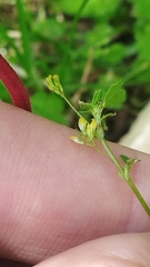 Trifolium micranthum