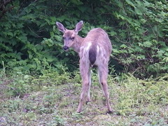 Odocoileus hemionus sitkensis