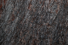 Eucalyptus baileyana