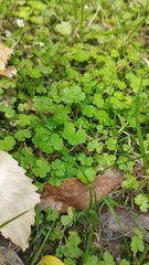 Hydrocotyle heteromeria