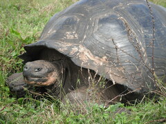 Chelonoidis niger