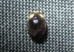 Apolinus lividigaster