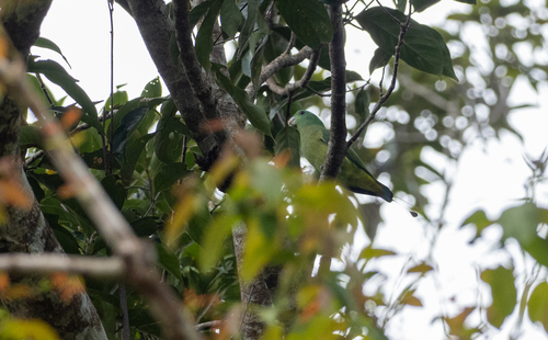 Blue-headed Racket-tail (Prioniturus platenae), photo 6