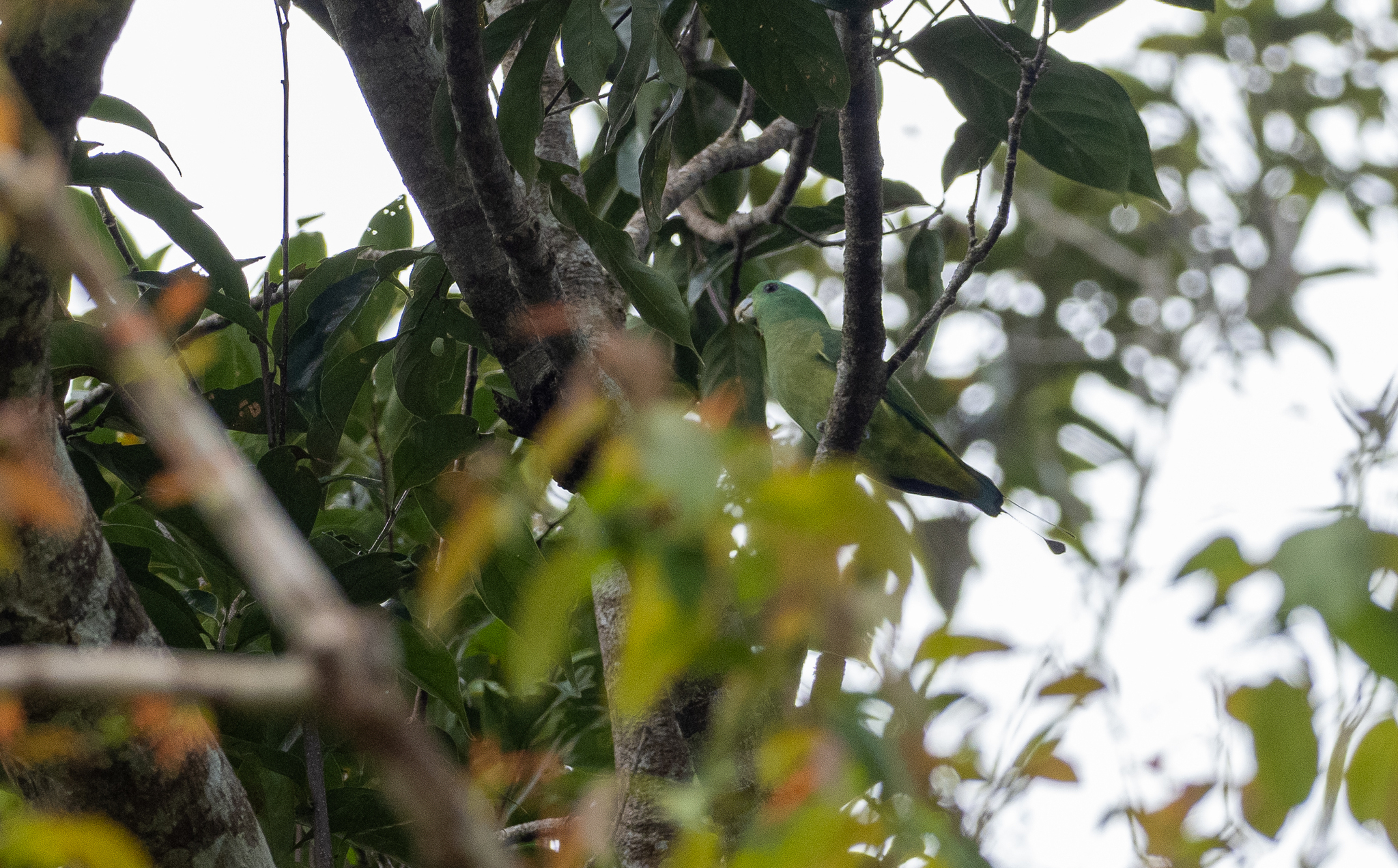 Blue-headed Racket-tail (Prioniturus platenae), photo 5