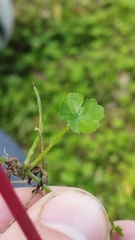 Hydrocotyle heteromeria
