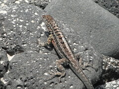 Microlophus indefatigabilis