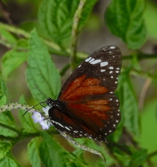 Danaus affinis