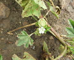 Malva parviflora