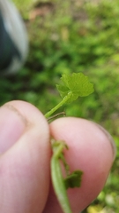 Hydrocotyle heteromeria