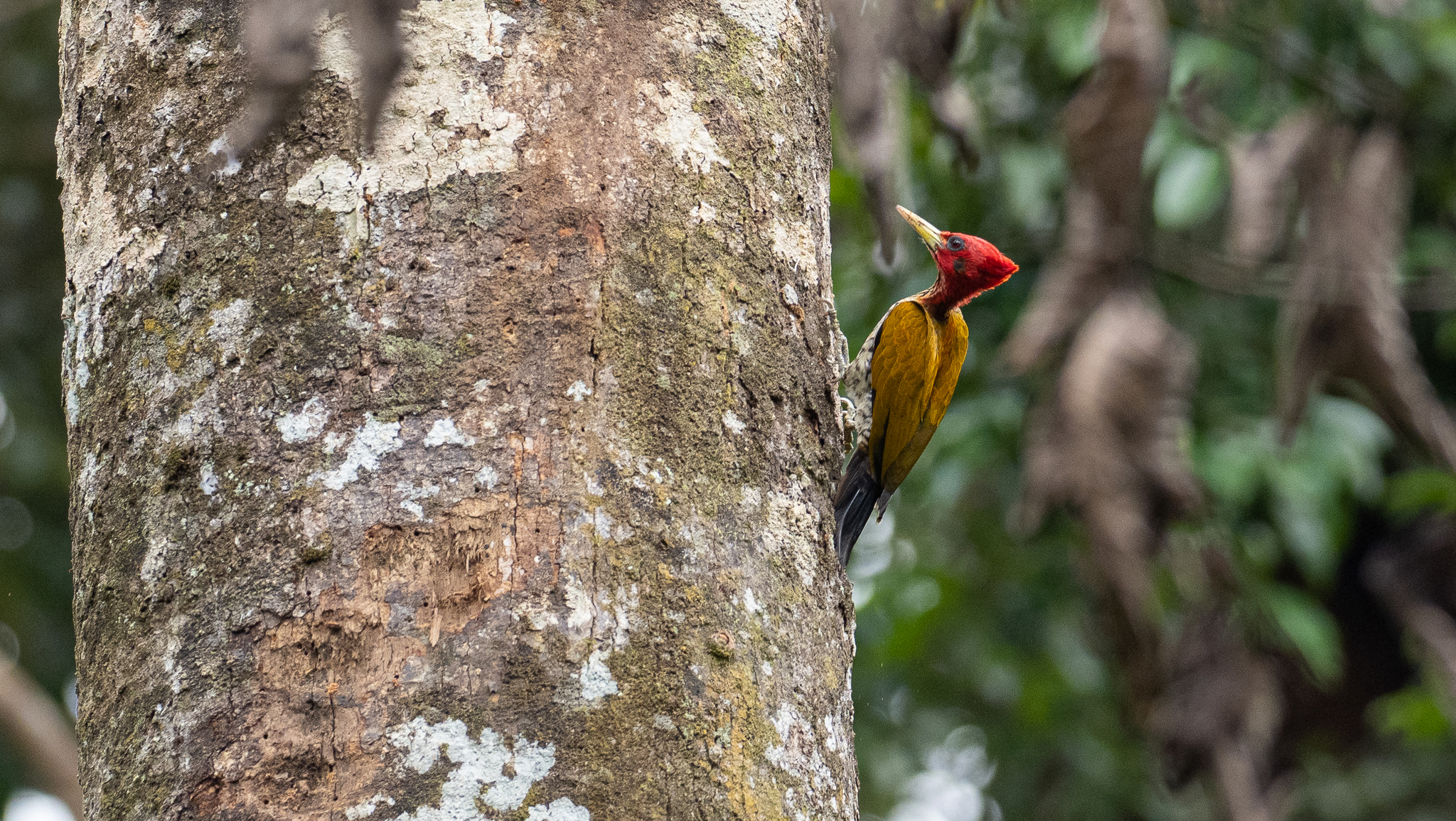 Red-headed Flameback (Chrysocolaptes erythrocephalus), photo 4